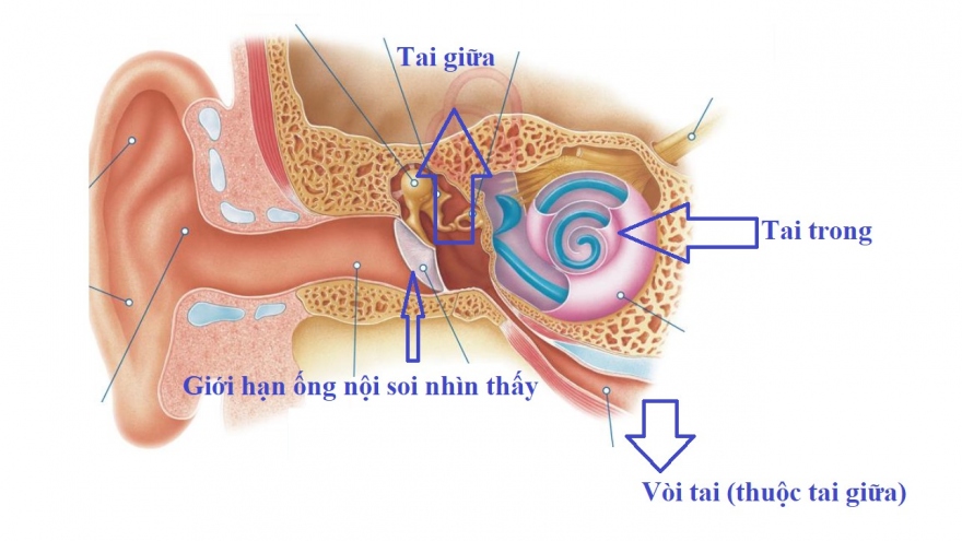 Vì sao bác sĩ Tai Mũi Họng lại chỉ định đo thính lực, nhĩ lượng?